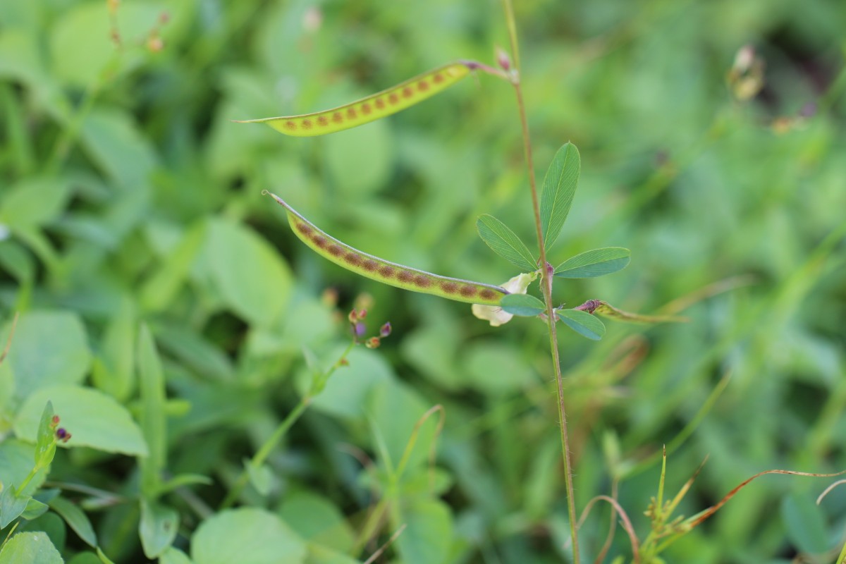 Tephrosia maxima (L.) Pers.